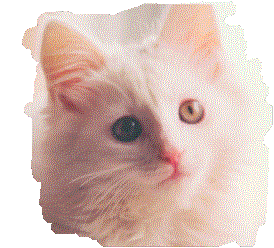 CHIMO